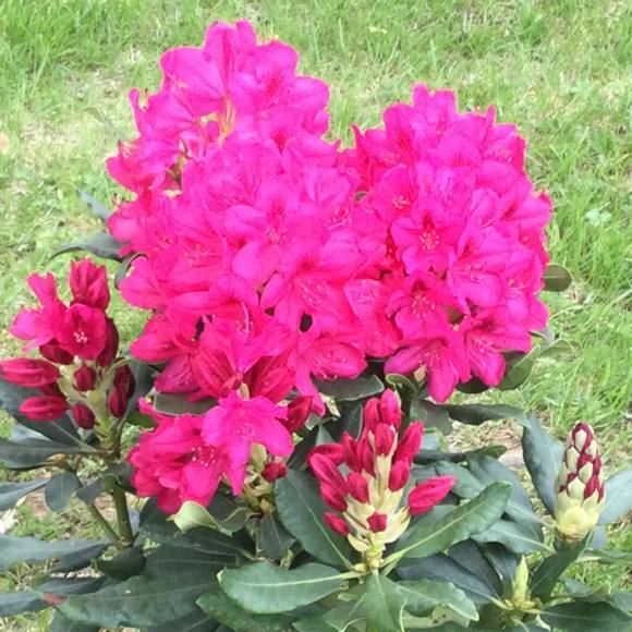 Meet your Posher, Brigitte - Picture 1 of 1